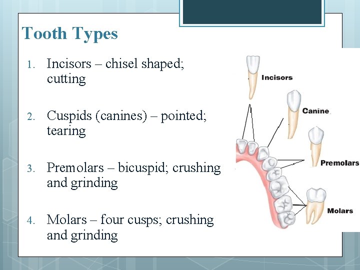 Tooth Types 1. Incisors – chisel shaped; cutting 2. Cuspids (canines) – pointed; tearing