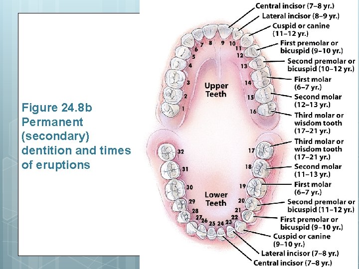 Figure 24. 8 b Permanent (secondary) dentition and times of eruptions 