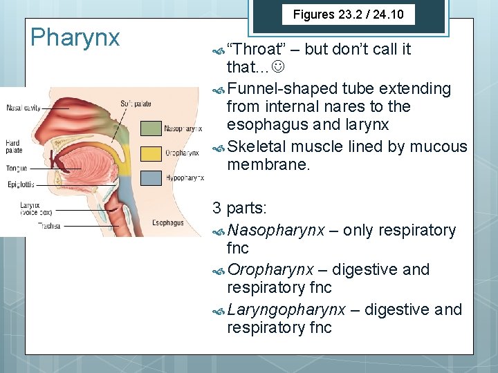 Figures 23. 2 / 24. 10 Pharynx “Throat” – but don’t call it that…