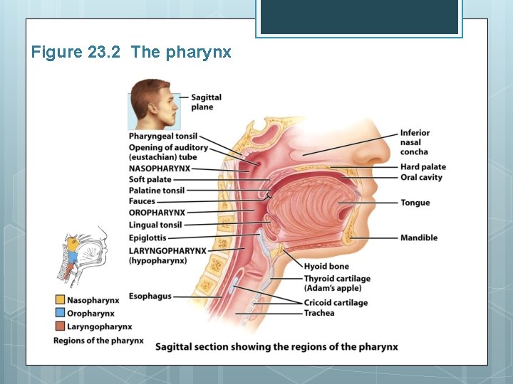 Figure 23. 2 The pharynx 