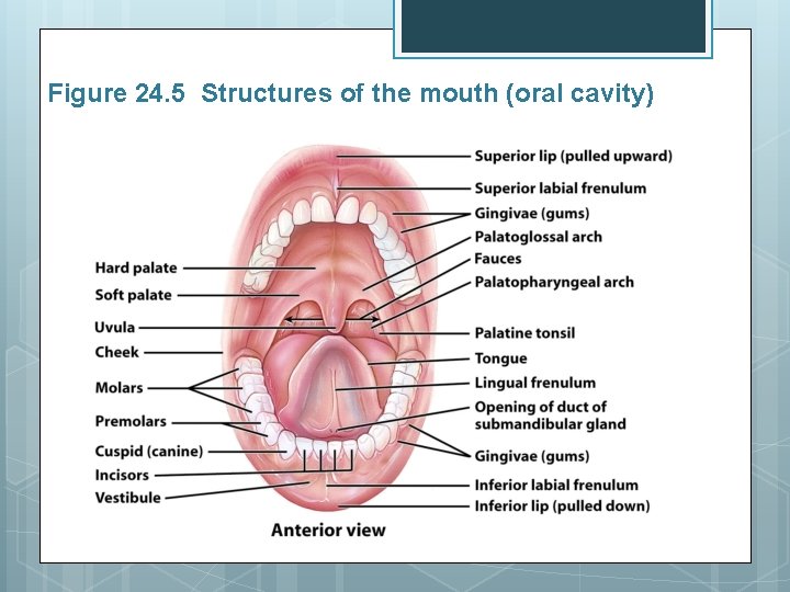 Figure 24. 5 Structures of the mouth (oral cavity) 