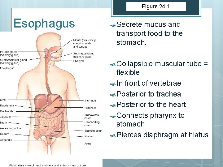 Figure 24. 1 Esophagus Secrete mucus and transport food to the stomach. Collapsible muscular