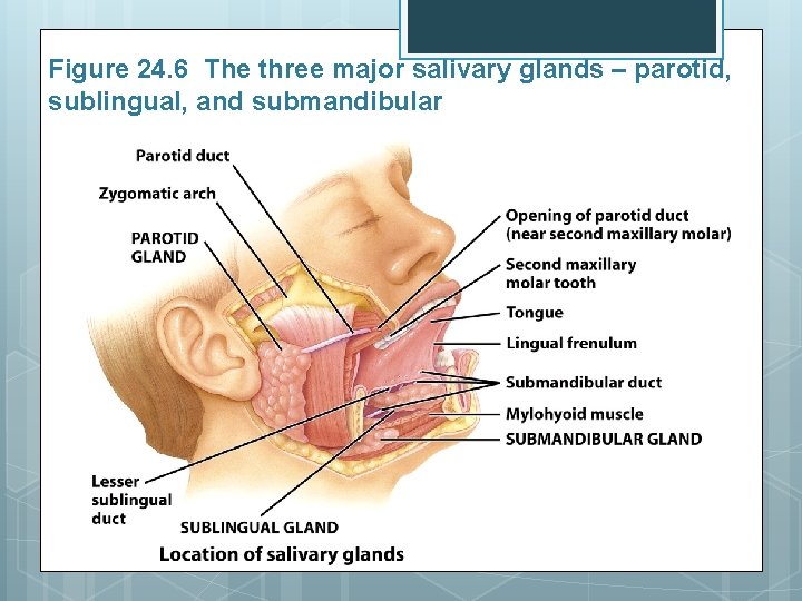 Figure 24. 6 The three major salivary glands – parotid, sublingual, and submandibular 