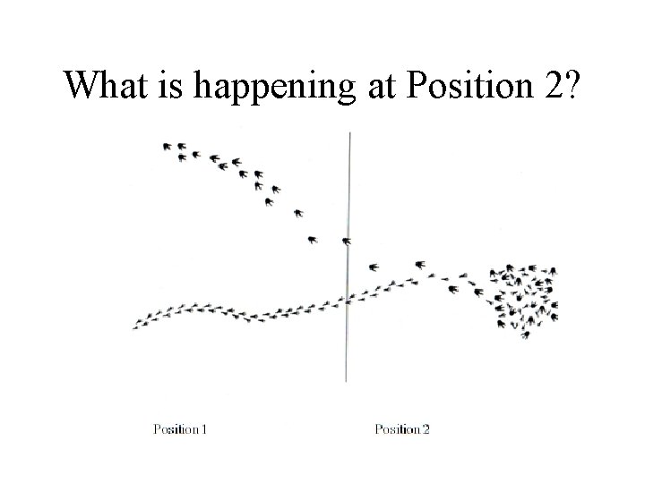 Position Science Examplesimple Scientific Method Scientific Method way in which scientists