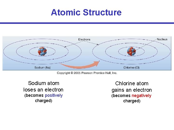 Atomic Structure Sodium atom loses an electron Chlorine atom gains an electron (becomes positively