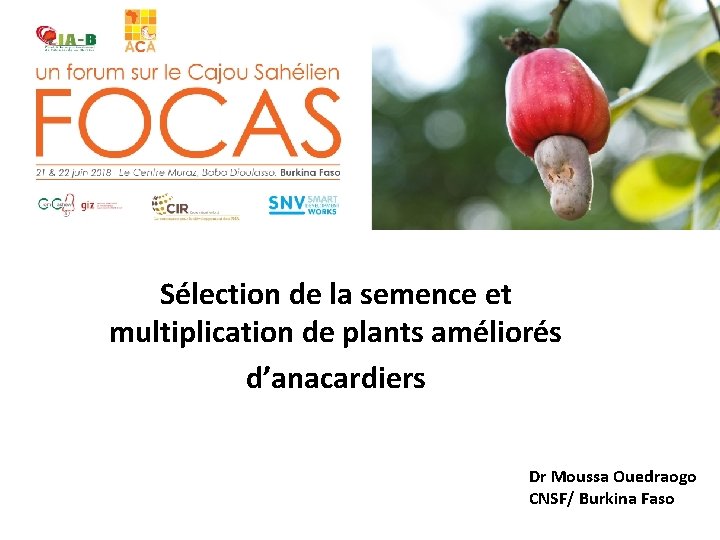 Sélection de la semence et multiplication de plants améliorés d’anacardiers Dr Moussa Ouedraogo CNSF/
