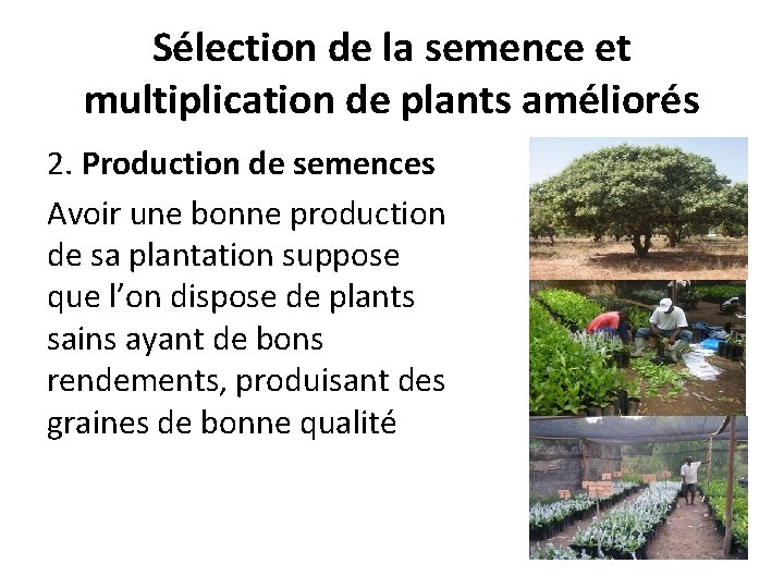 Sélection de la semence et multiplication de plants améliorés 2. Production de semences Avoir