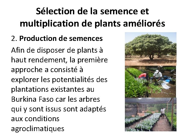 Sélection de la semence et multiplication de plants améliorés 2. Production de semences Afin
