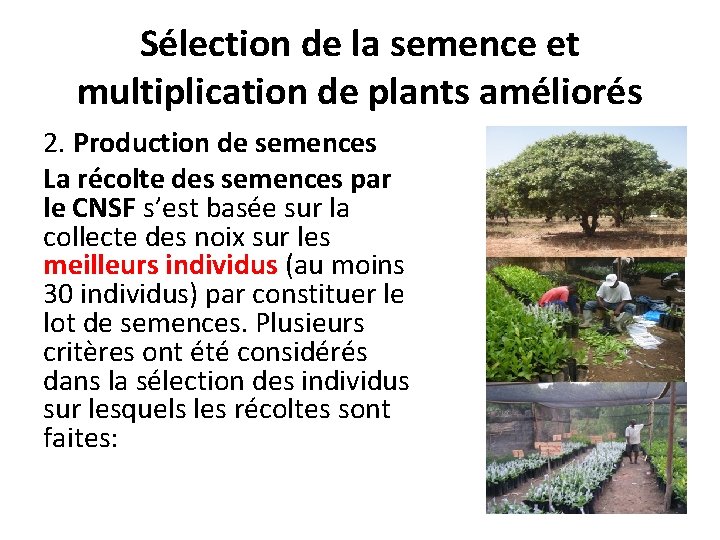 Sélection de la semence et multiplication de plants améliorés 2. Production de semences La