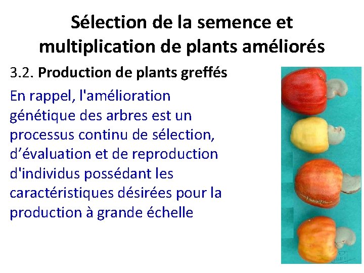 Sélection de la semence et multiplication de plants améliorés 3. 2. Production de plants