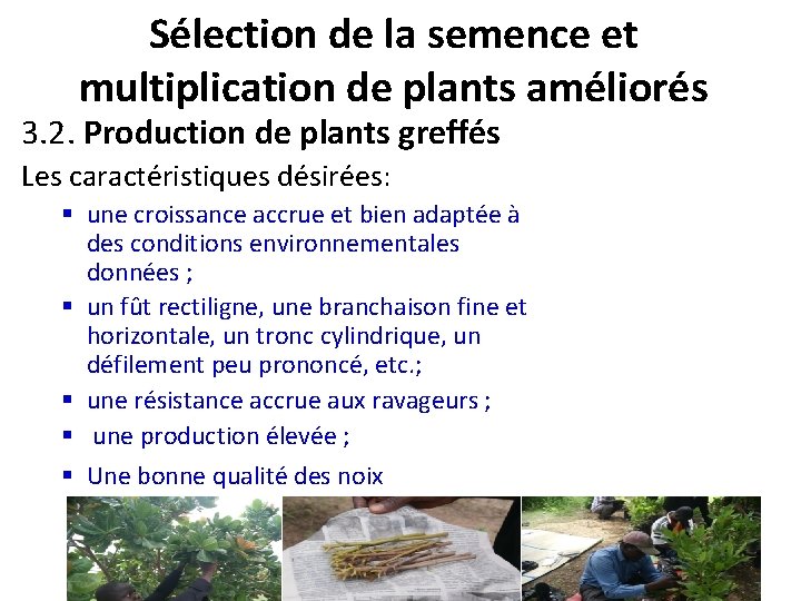 Sélection de la semence et multiplication de plants améliorés 3. 2. Production de plants