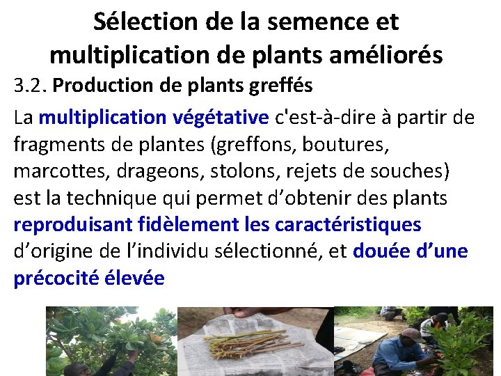 Sélection de la semence et multiplication de plants améliorés 3. 2. Production de plants