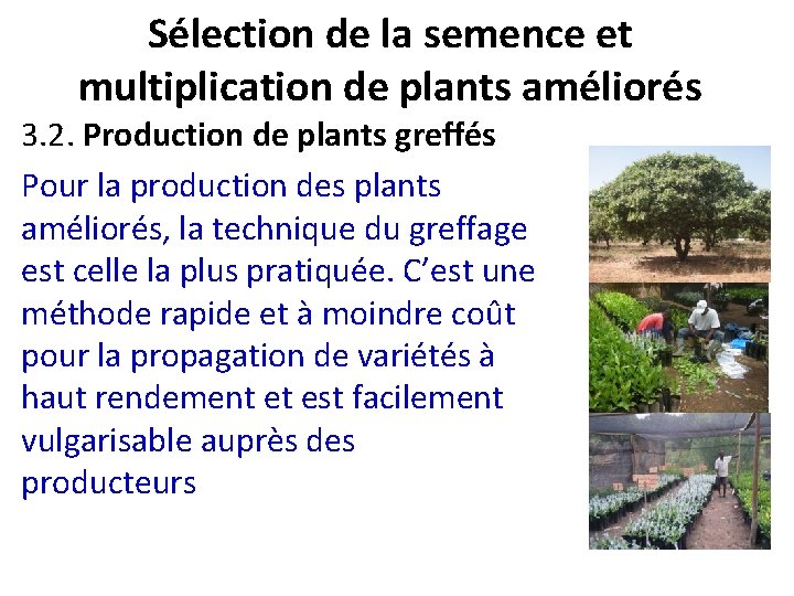 Sélection de la semence et multiplication de plants améliorés 3. 2. Production de plants