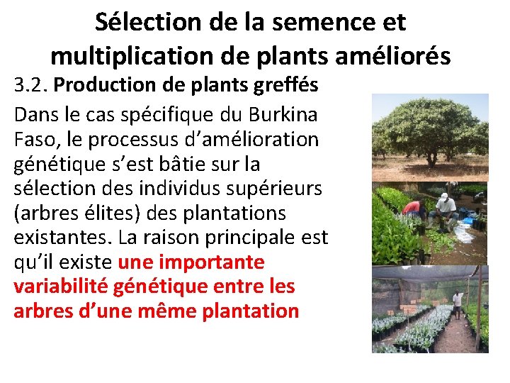 Sélection de la semence et multiplication de plants améliorés 3. 2. Production de plants