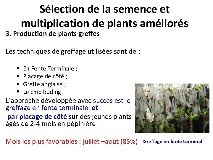 Sélection de la semence et multiplication de plants améliorés 3. Production de plants greffés