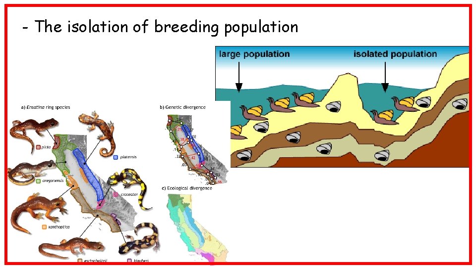 - The isolation of breeding population 