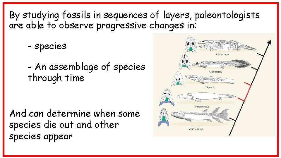 By studying fossils in sequences of layers, paleontologists are able to observe progressive changes