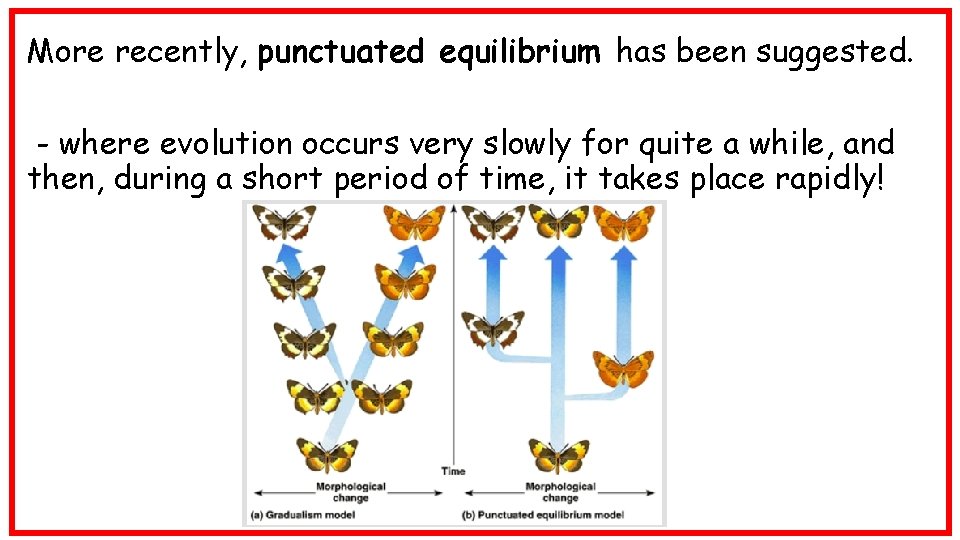 More recently, punctuated equilibrium has been suggested. - where evolution occurs very slowly for