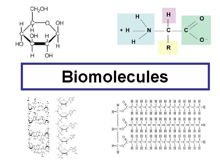 Biomolecules 