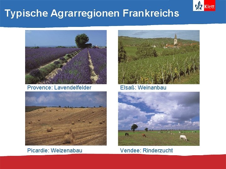 Typische Agrarregionen Frankreichs Provence: Lavendelfelder Elsaß: Weinanbau Picardie: Weizenabau Vendee: Rinderzucht 