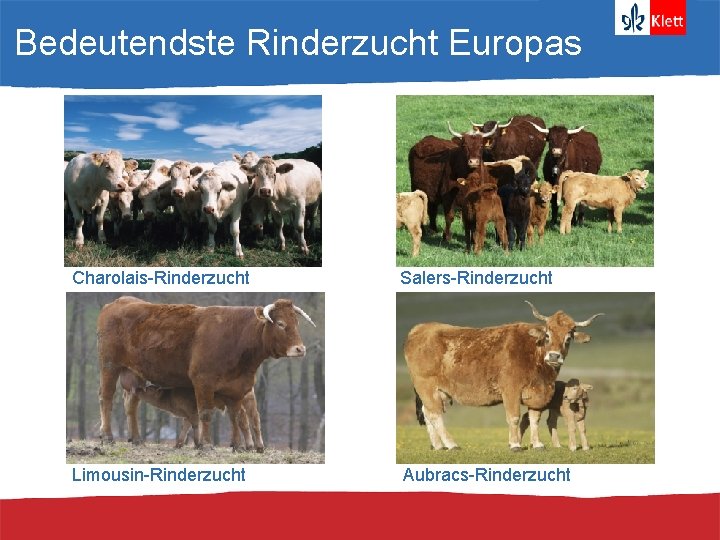Bedeutendste Rinderzucht Europas Charolais-Rinderzucht Salers-Rinderzucht Limousin-Rinderzucht Aubracs-Rinderzucht 