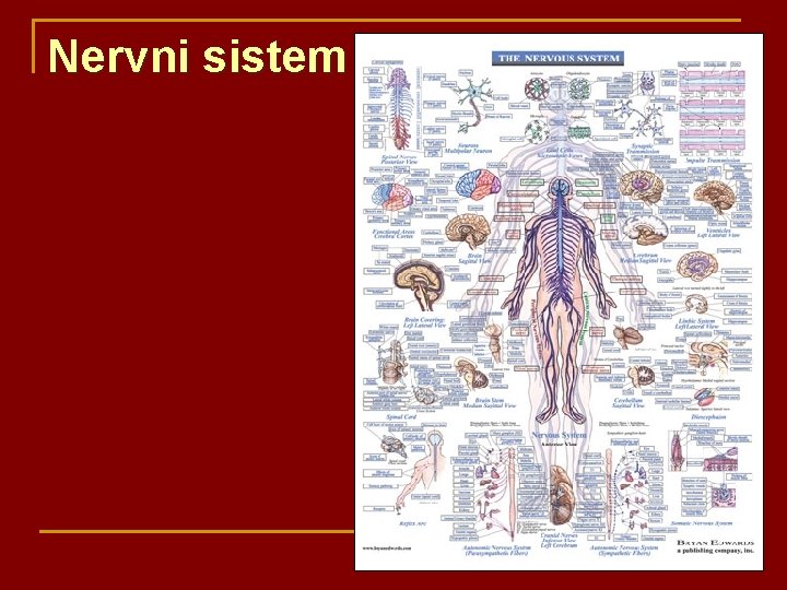 Nervni sistem 