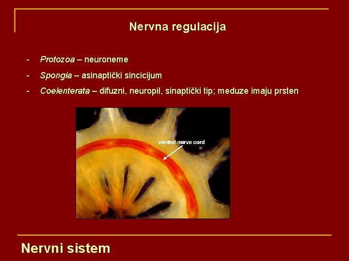 Nervna regulacija - Protozoa – neuroneme - Spongia – asinaptički sincicijum - Coelenterata –
