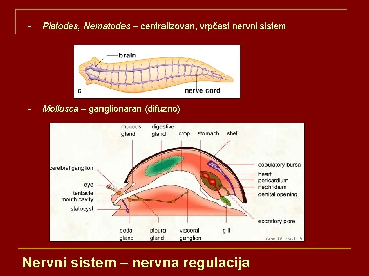 - Platodes, Nematodes – centralizovan, vrpčast nervni sistem - Mollusca – ganglionaran (difuzno) Nervni