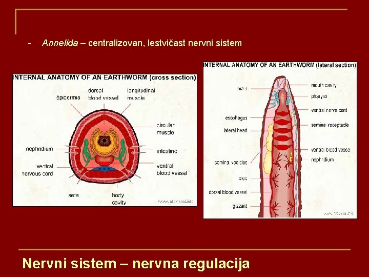 - Annelida – centralizovan, lestvičast nervni sistem Nervni sistem – nervna regulacija 