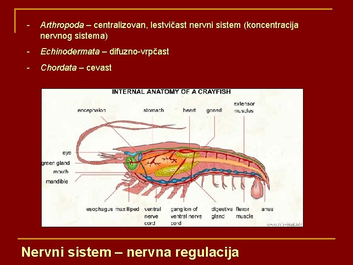 - Arthropoda – centralizovan, lestvičast nervni sistem (koncentracija nervnog sistema) - Echinodermata – difuzno-vrpčast