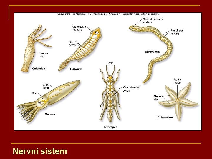 Nervni sistem 