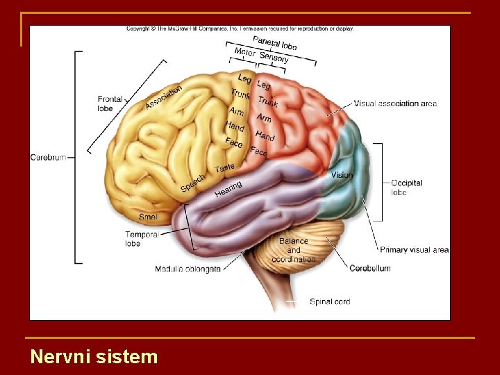 Nervni sistem 