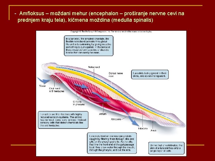 - Amfioksus – moždani mehur (encephalon – proširanje nervne cevi na prednjem kraju tela),