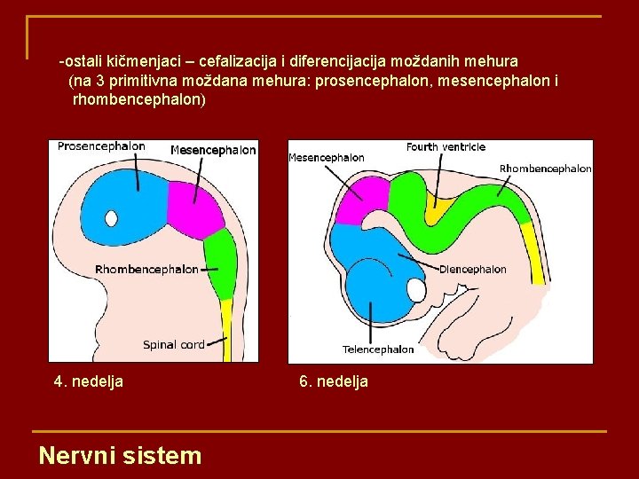 -ostali kičmenjaci – cefalizacija i diferencija moždanih mehura (na 3 primitivna moždana mehura: prosencephalon,