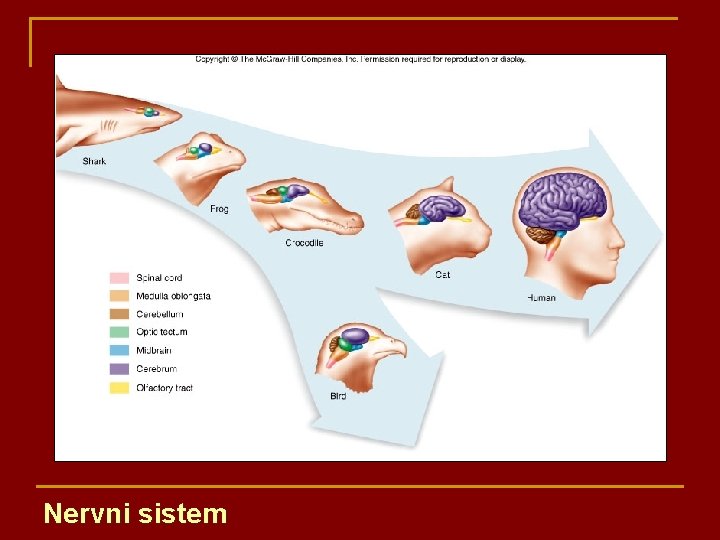 Nervni sistem 