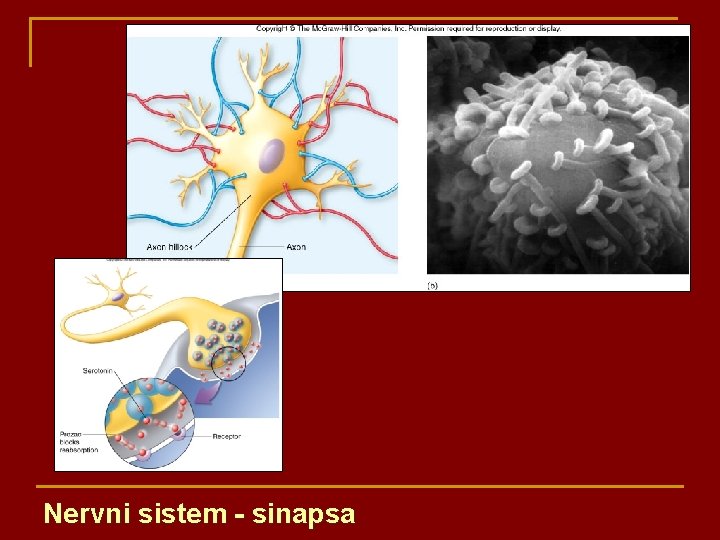 Nervni sistem - sinapsa 