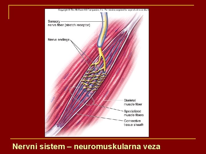 Nervni sistem – neuromuskularna veza 