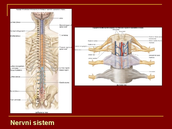 Nervni sistem 