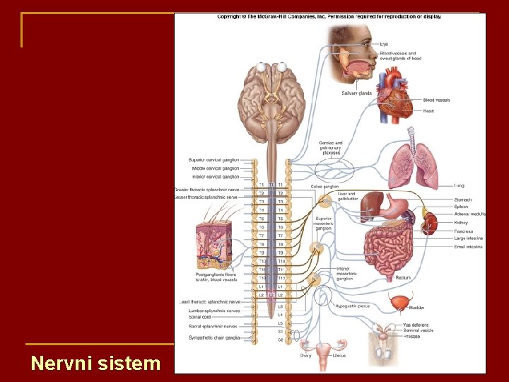 Nervni sistem 