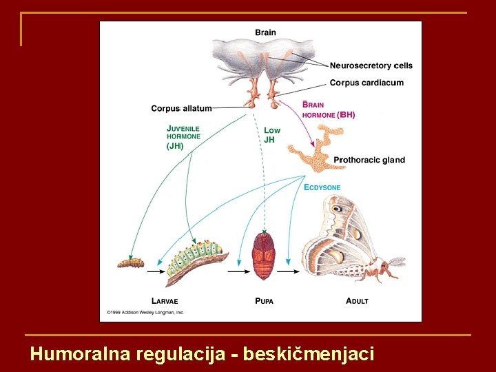 Humoralna regulacija - beskičmenjaci 