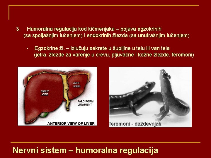 3. Humoralna regulacija kod kičmenjaka – pojava egzokrinih (sa spoljašnjim lučenjem) i endokrinih žlezda