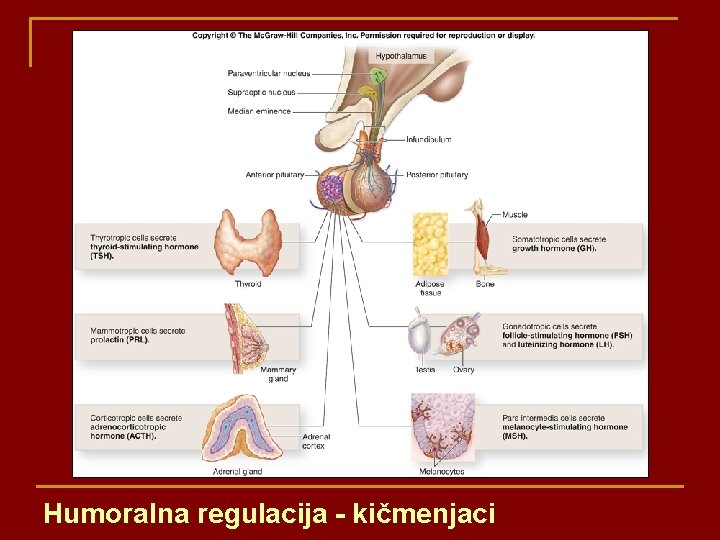 Humoralna regulacija - kičmenjaci 