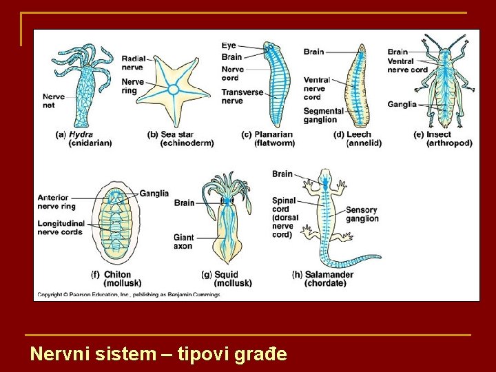 Nervni sistem – tipovi građe 