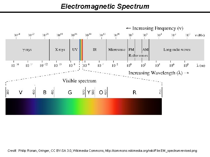 Electromagnetic Spectrum Credit: Philip Ronan, Gringer, CC BY-SA 3. 0, Wikimedia Commons, http: //commons.