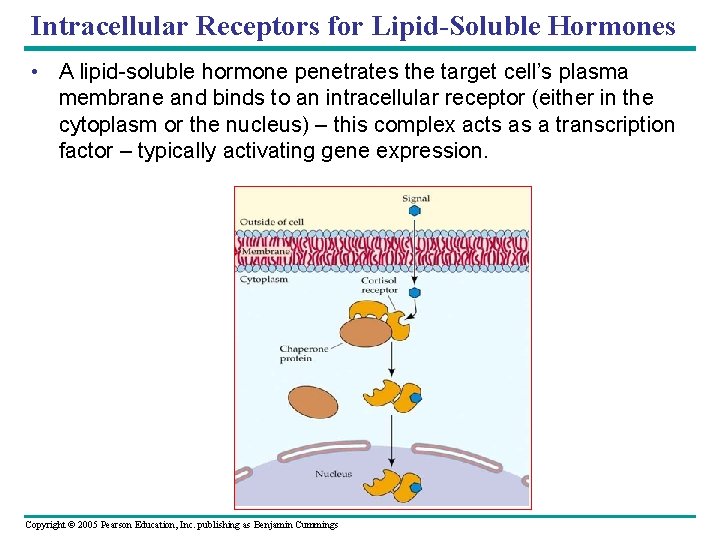 Intracellular Receptors for Lipid-Soluble Hormones • A lipid-soluble hormone penetrates the target cell’s plasma