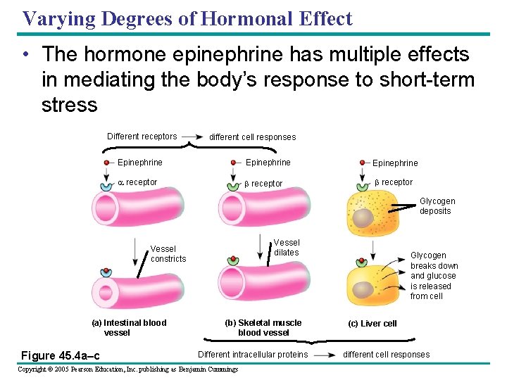 Varying Degrees of Hormonal Effect • The hormone epinephrine has multiple effects in mediating