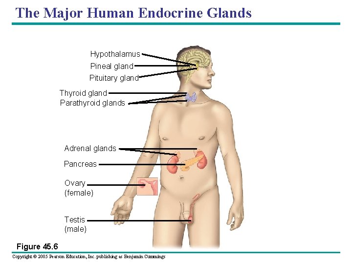 The Major Human Endocrine Glands Hypothalamus Pineal gland Pituitary gland Thyroid gland Parathyroid glands
