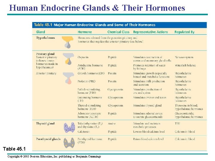 Human Endocrine Glands & Their Hormones Table 45. 1 Copyright © 2005 Pearson Education,