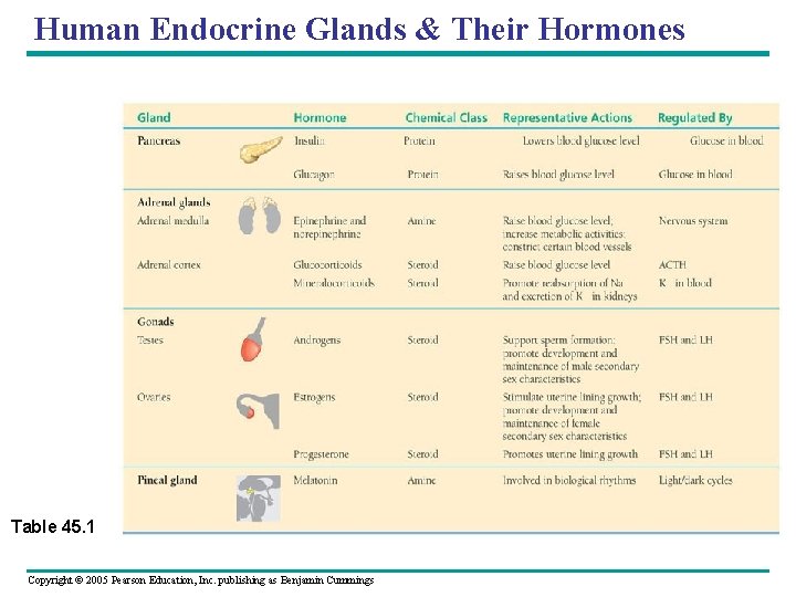 Human Endocrine Glands & Their Hormones Table 45. 1 Copyright © 2005 Pearson Education,