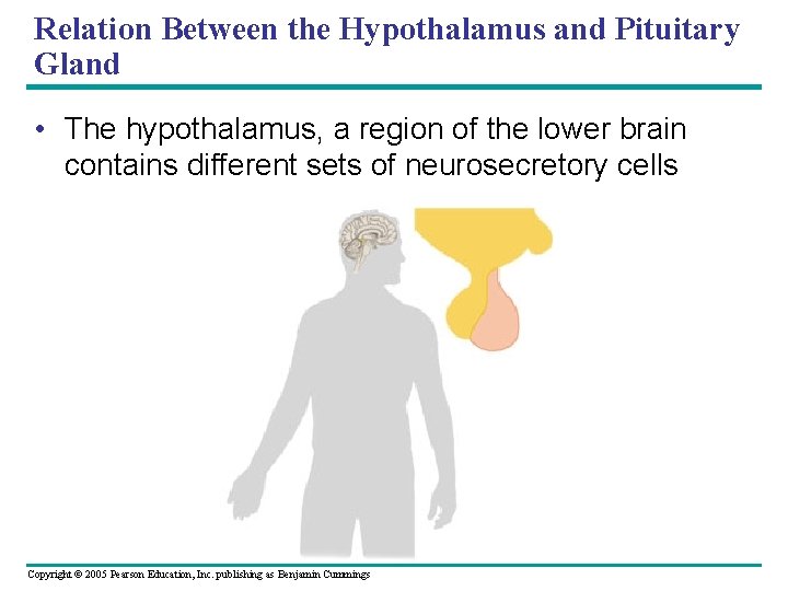 Relation Between the Hypothalamus and Pituitary Gland • The hypothalamus, a region of the